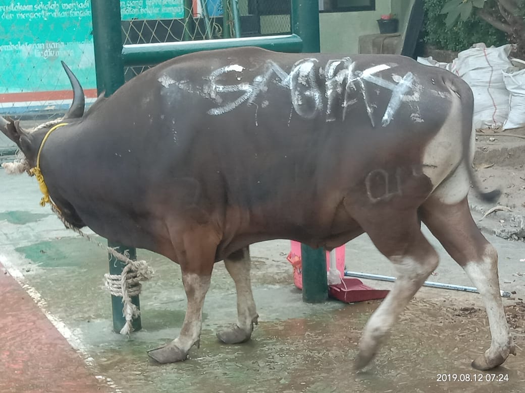 SMAN 4 KOTA BEKASI BER QURBAN